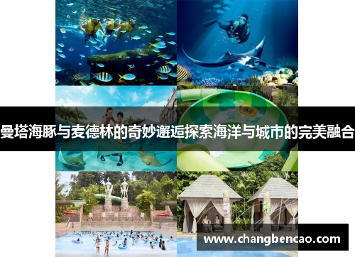 曼塔海豚与麦德林的奇妙邂逅探索海洋与城市的完美融合